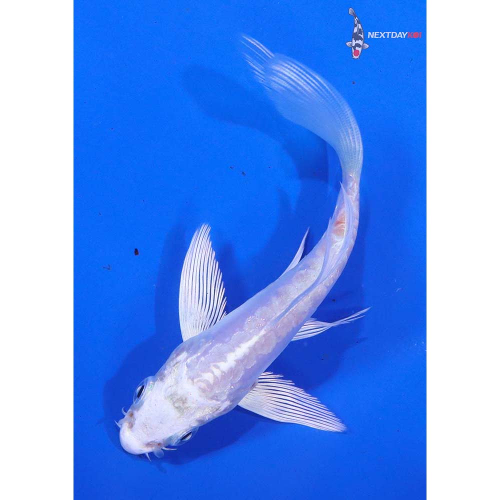 4.5” Imported Kikusui Butterfly Koi
