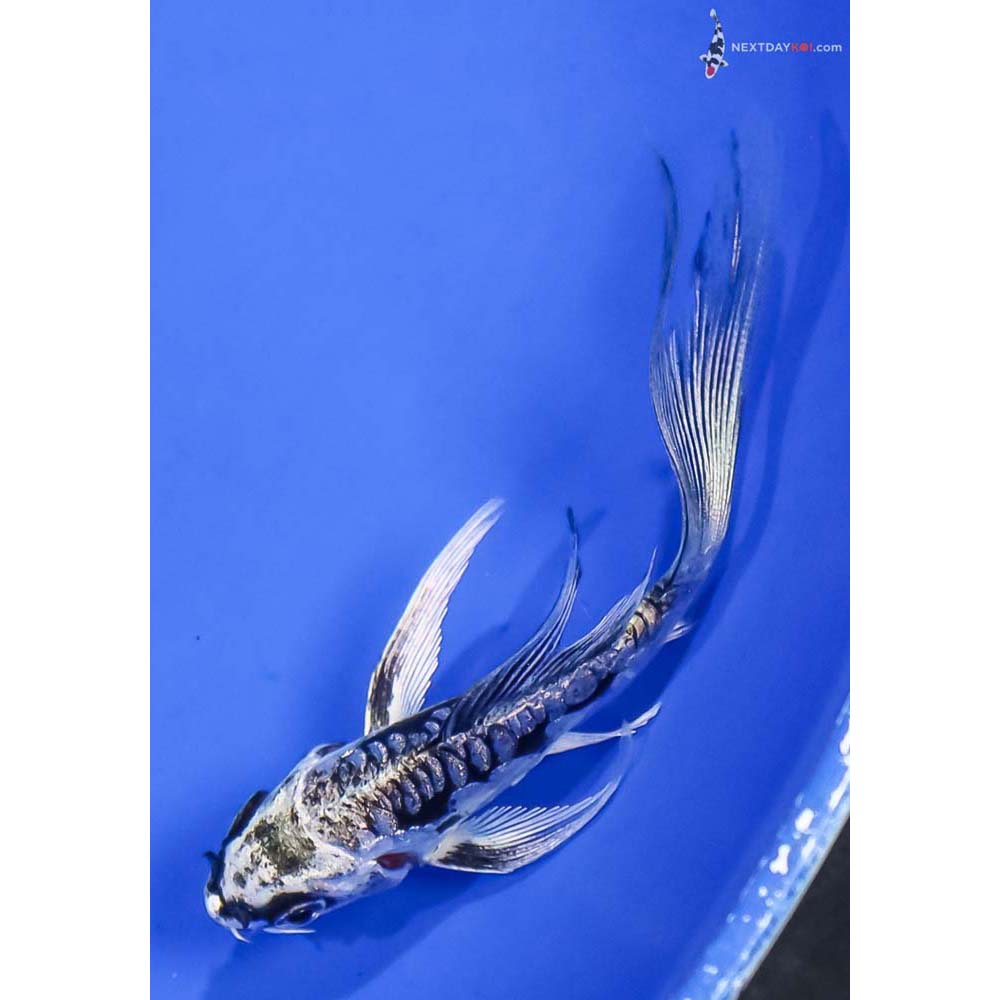 3.5” Imported Gin Rin Kikokuryu Butterfly Koi