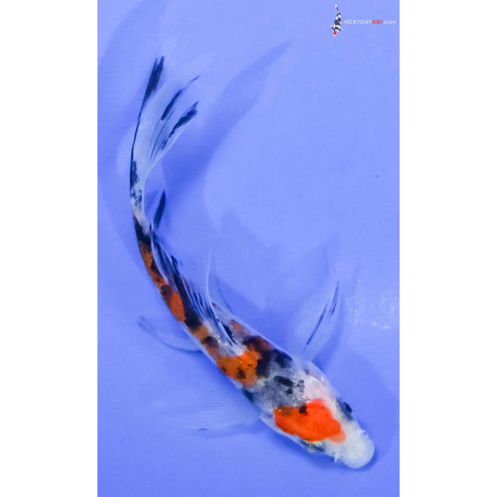 3.5” Imported Sanke Butterfly Koi