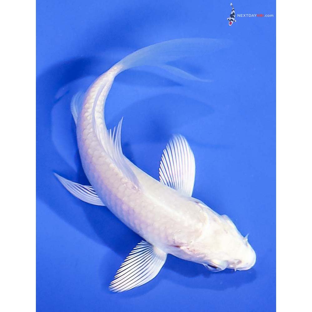 3.5” Imported Platinum Ogon Butterfly Koi