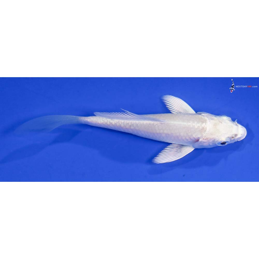 3.5” Imported Platinum Ogon Butterfly Koi