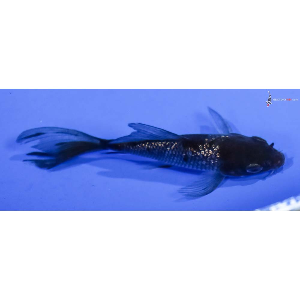 3.5” Imported Gin Rin Ochiba Shigure Butterfly Koi