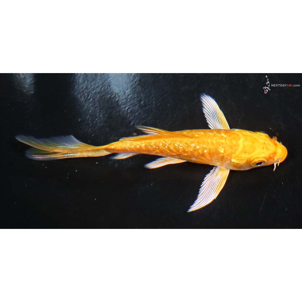4” Imported Gin Rin Armor Scaled Yamabuki Ogon Butterfly Koi