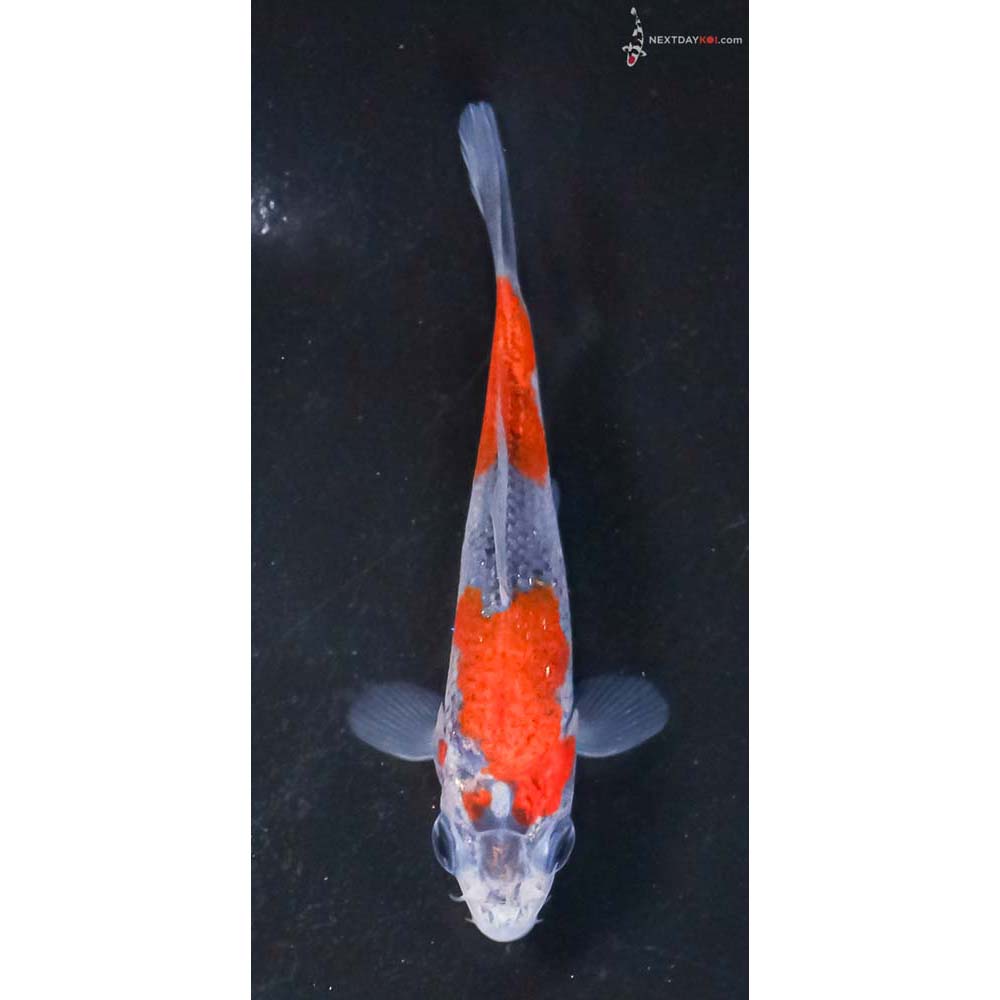 3” Imported Goshiki