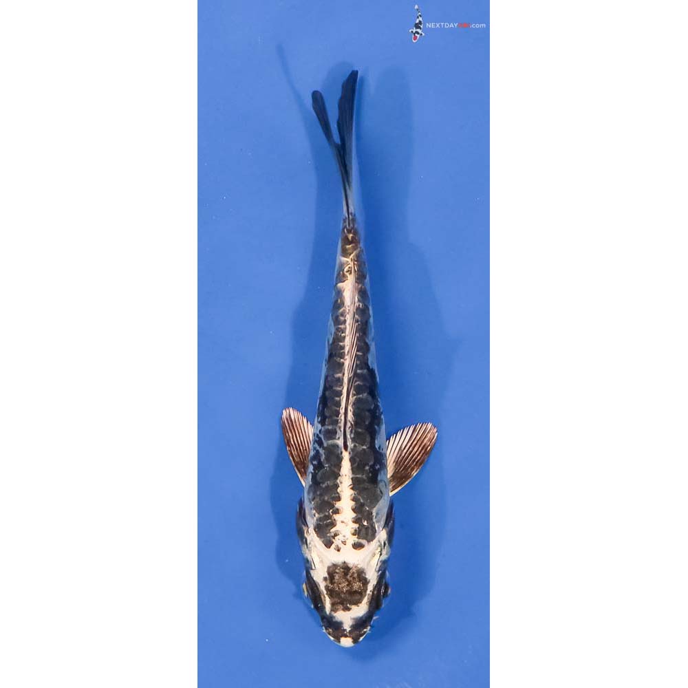 3.5” Imported Kikokuryu