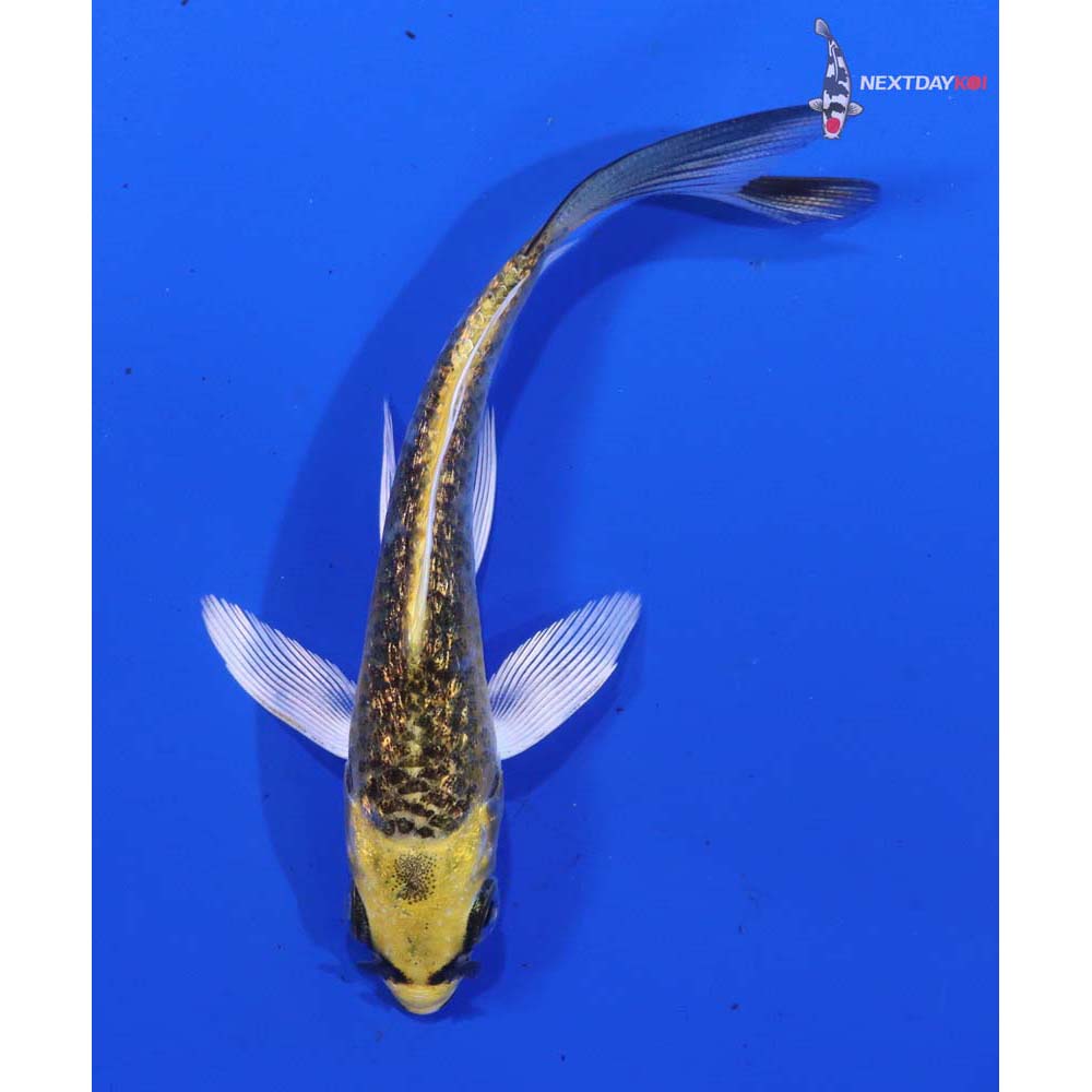 3” Imported Gin Rin Kujaku Butterfly Koi