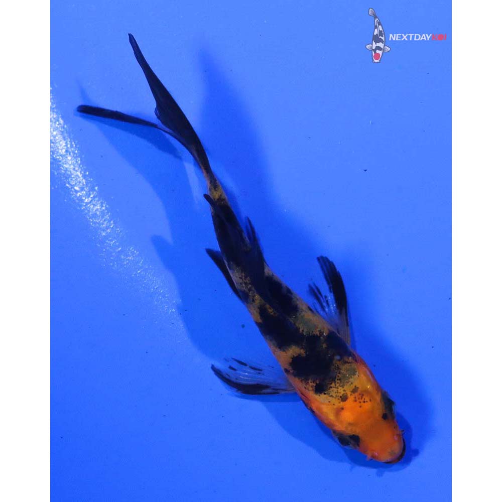 3” Imported Aka Bekko Butterfly Koi