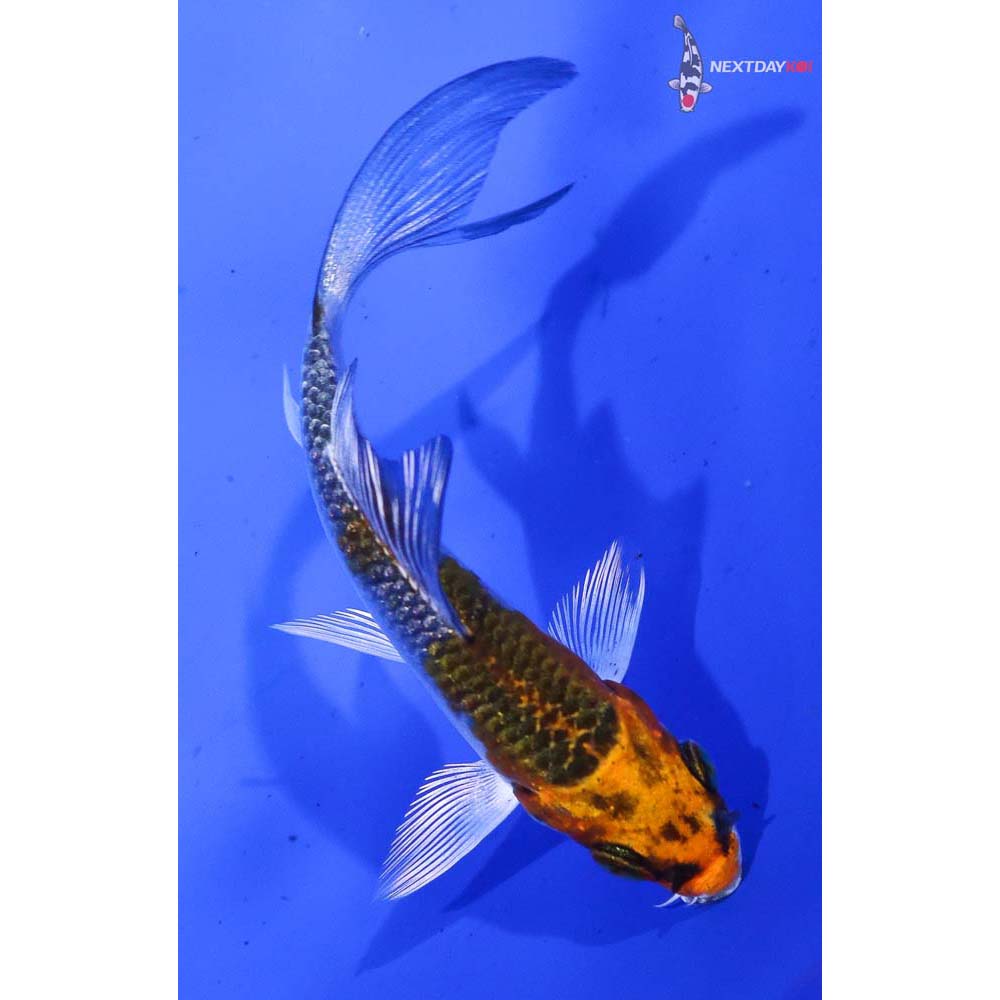 3.5” Imported Kujaku Butterfly Koi