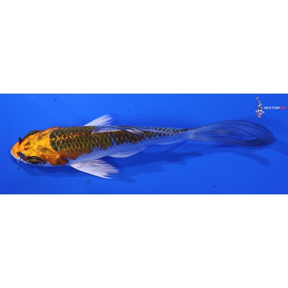 3.5” Imported Kujaku Butterfly Koi