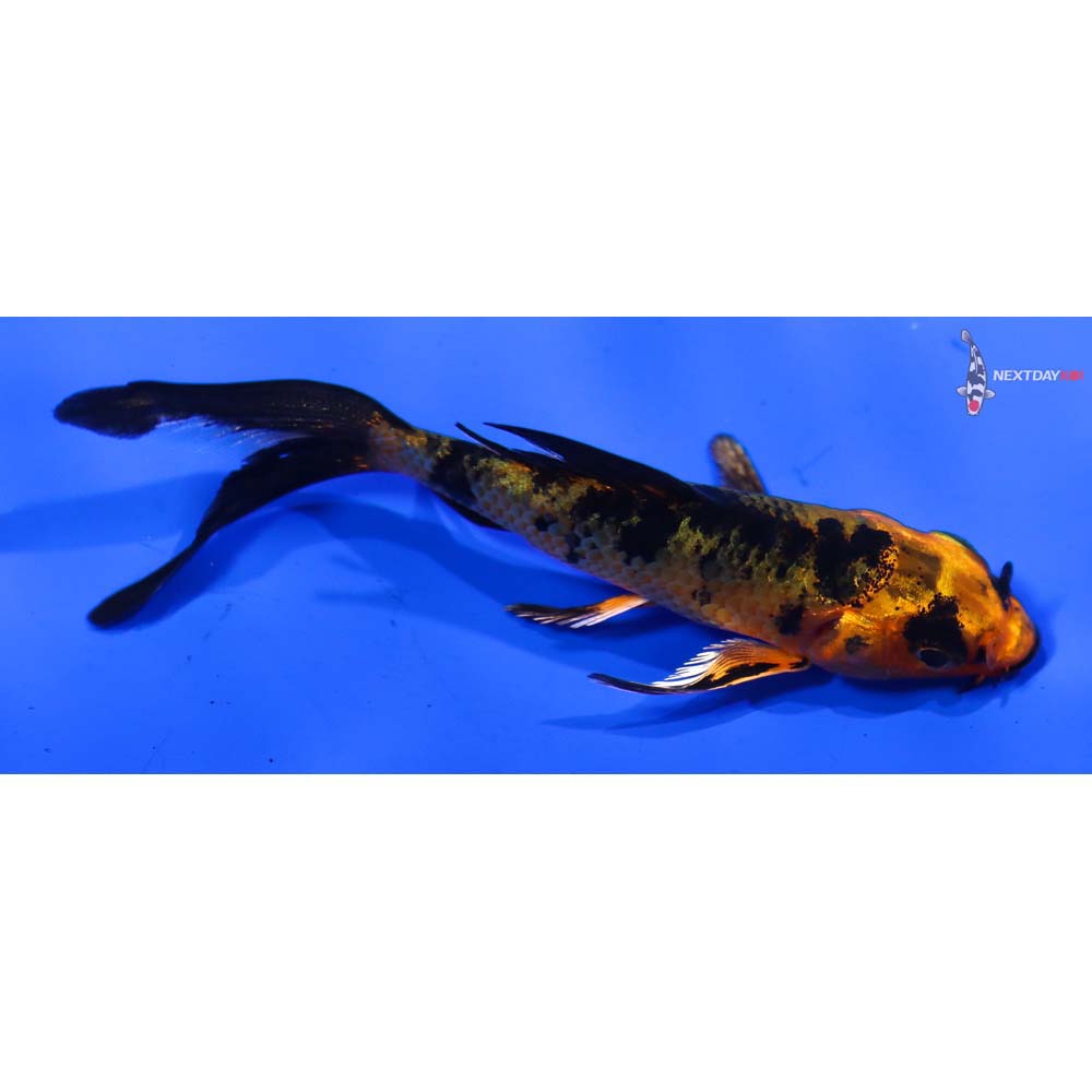 3” Imported Kin Aka Bekko Butterfly Koi
