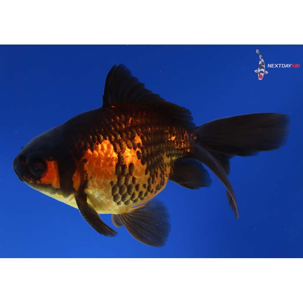 4.5” Imported Male Black and Red Ryukin