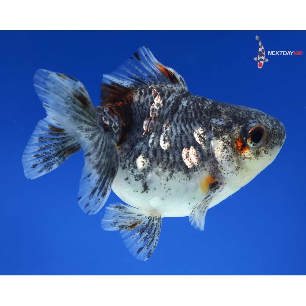 4” Imported Calico Ryukin