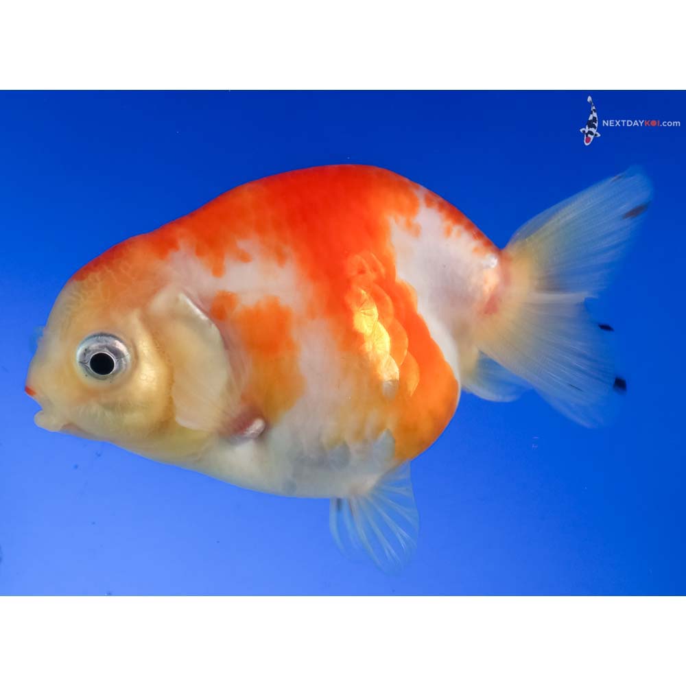 3.5” Imported Red and White Ranchu