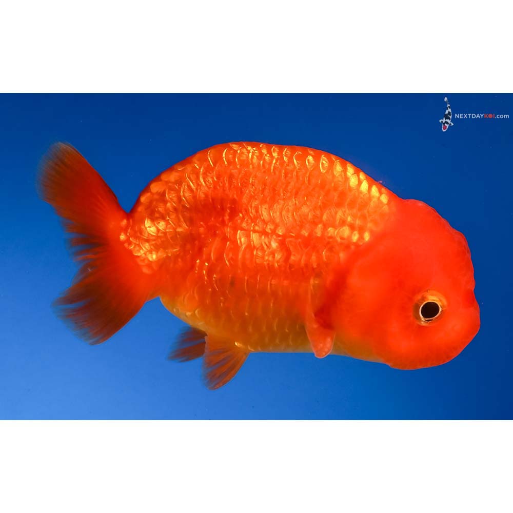 3.5” Imported Male Red Ranchu