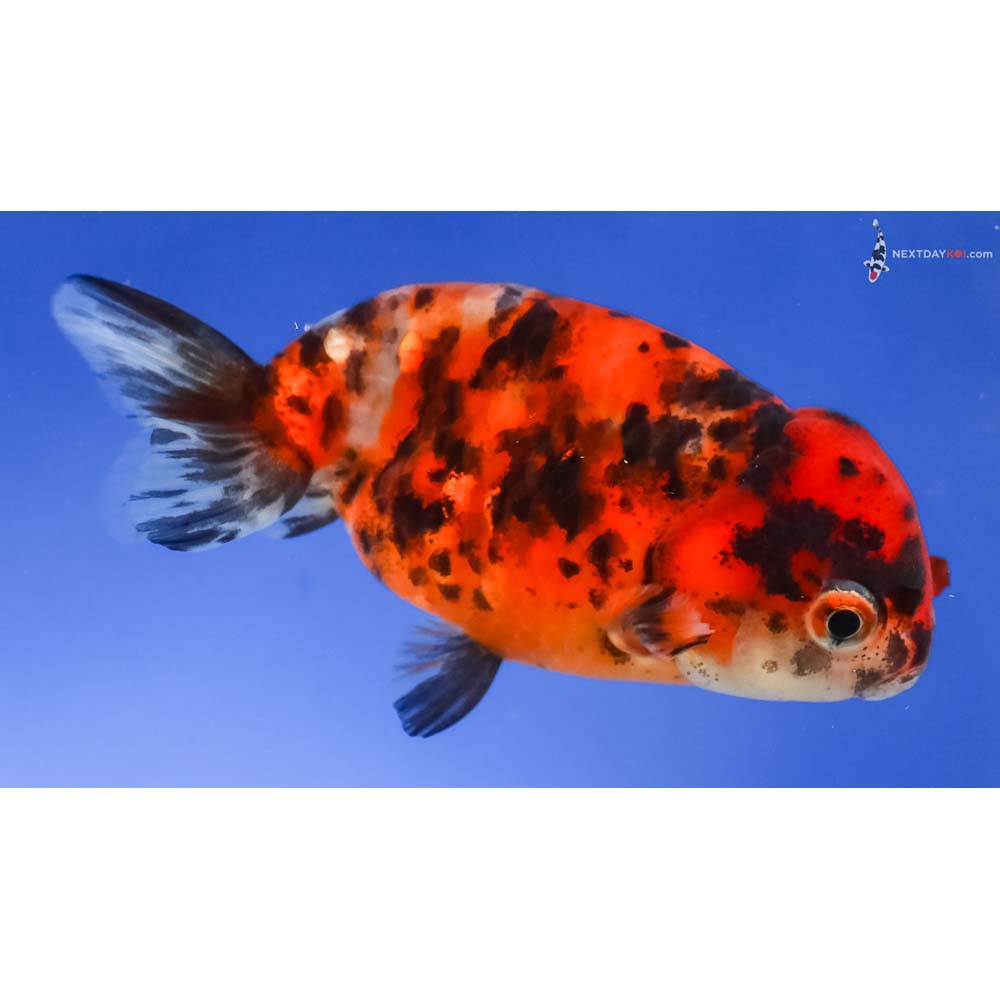 3.5” Imported Calico Ranchu