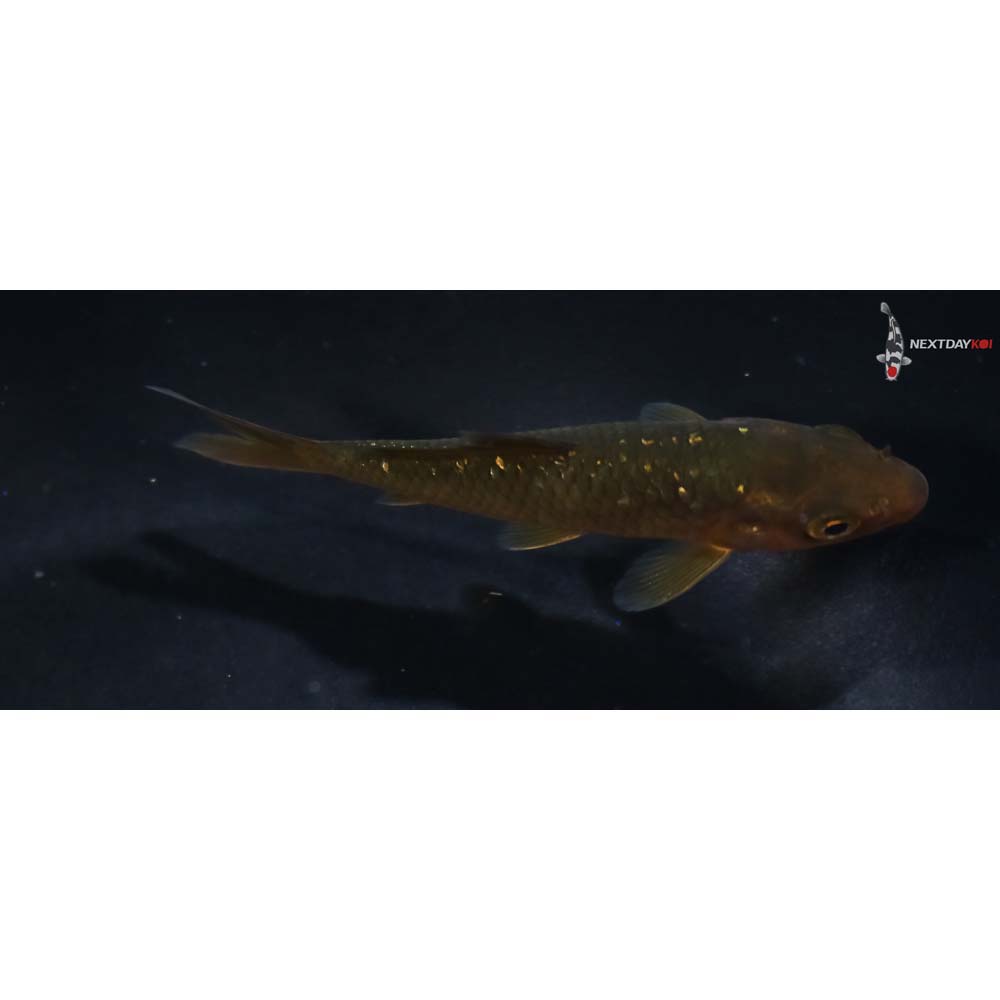 3.5” Imported Gin Rin Chagoi