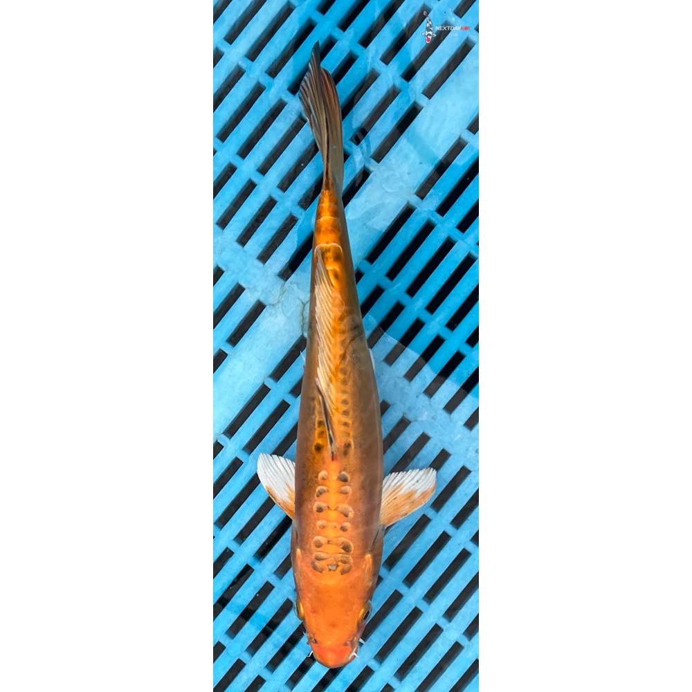 10-12” Imported Doitsu Yamabuki Ogon