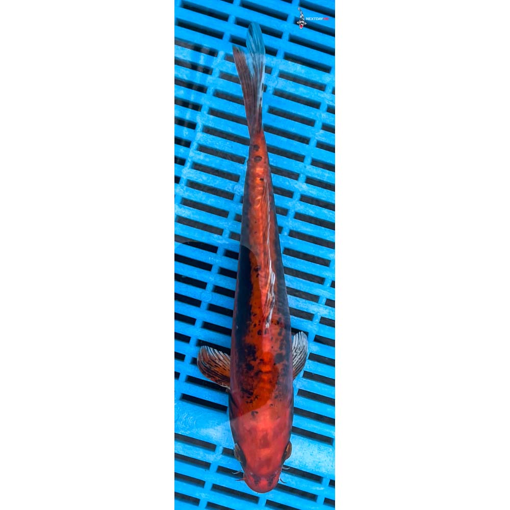 10-12” Imported Kin Kikokuryu
