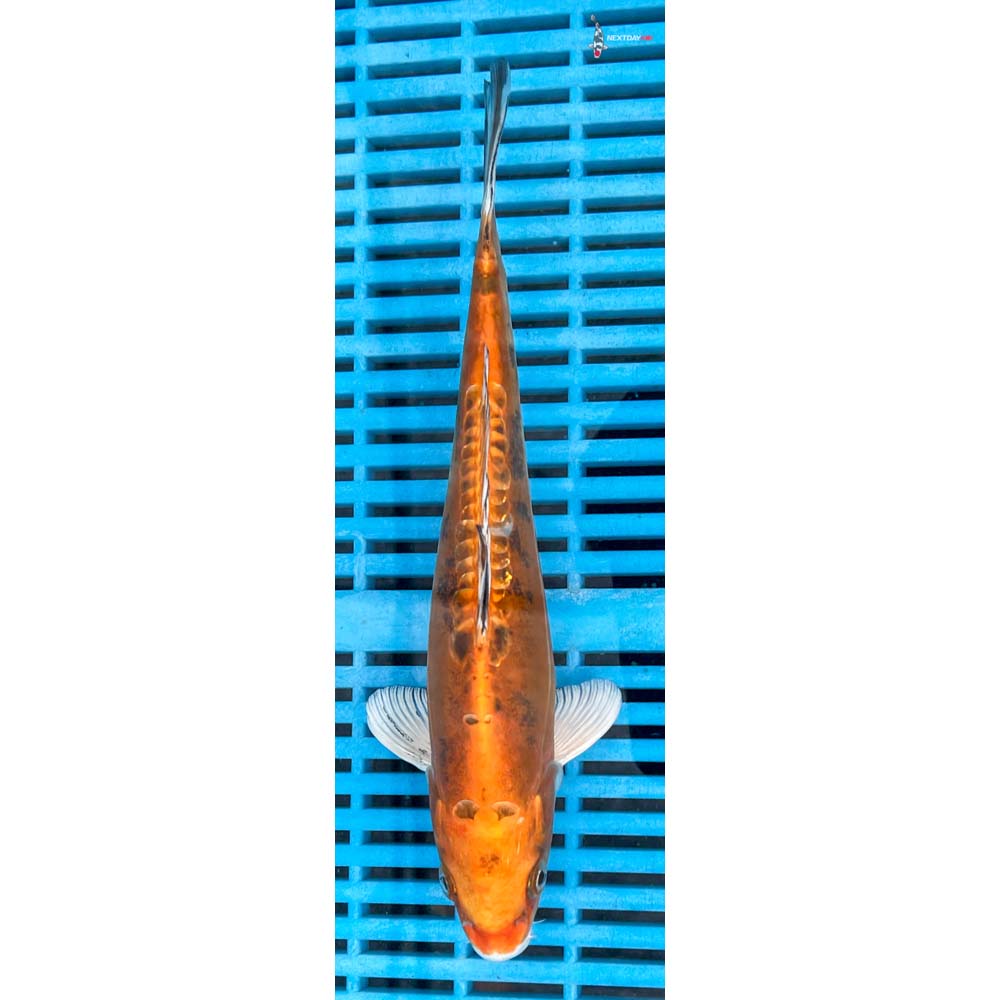 10-12” Imported Doitsu Kin Aka Bekko