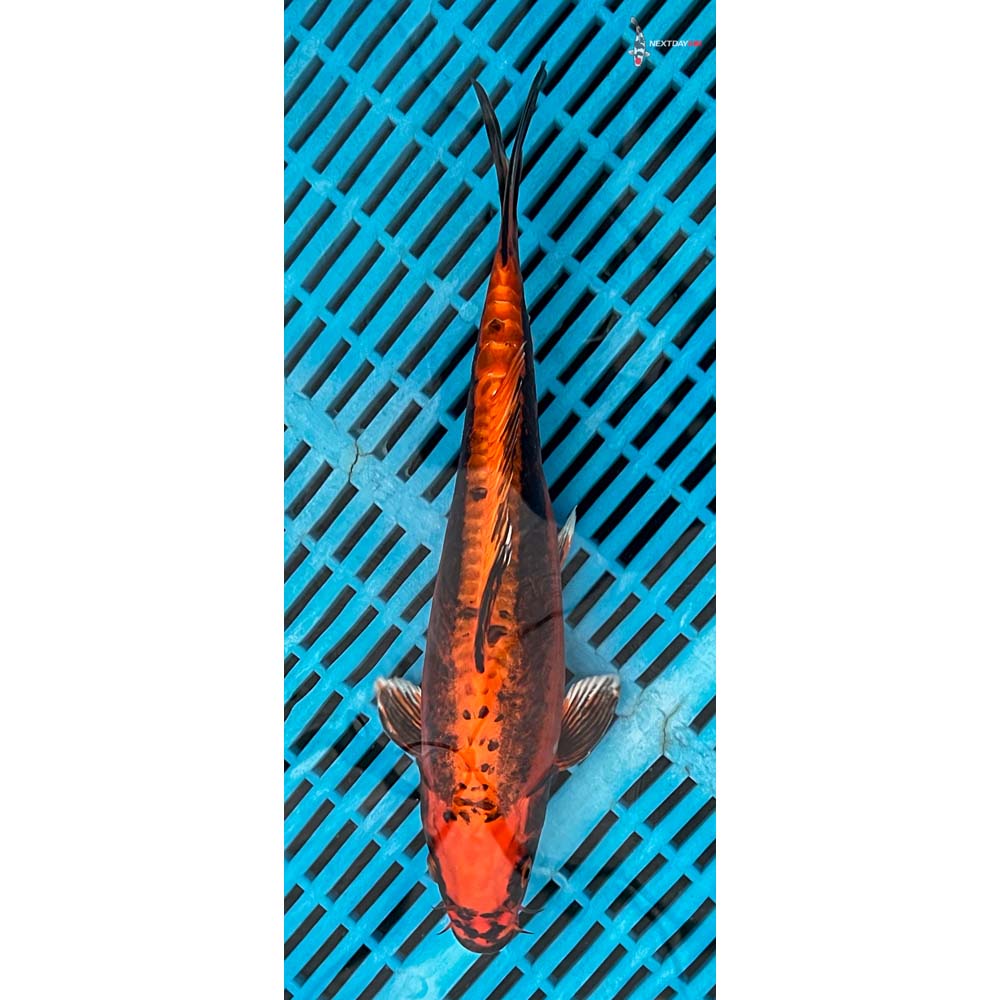 10-12” Imported Kin Kikokuryu