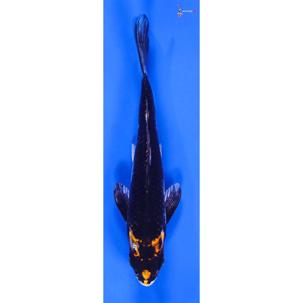 6” Imported Kujaku