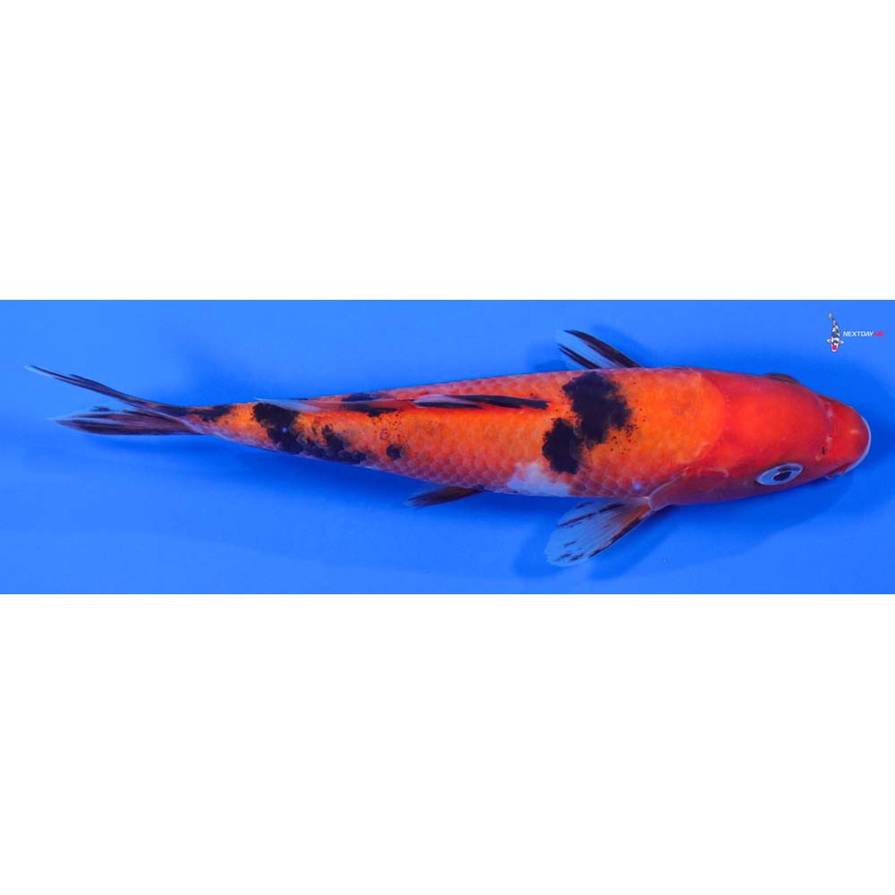 6.5” Imported Sanke
