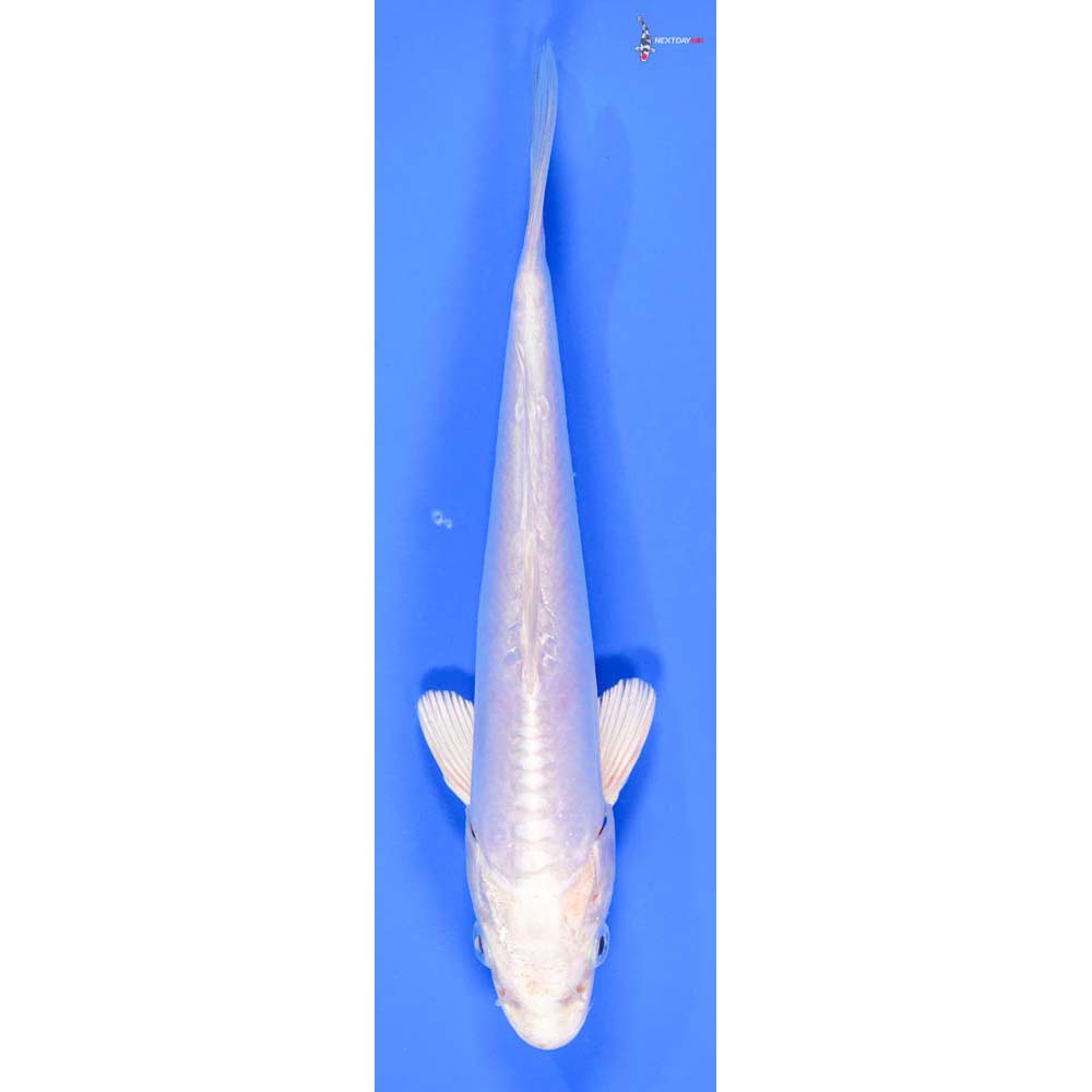 7” Imported Doitsu Platinum Ogon