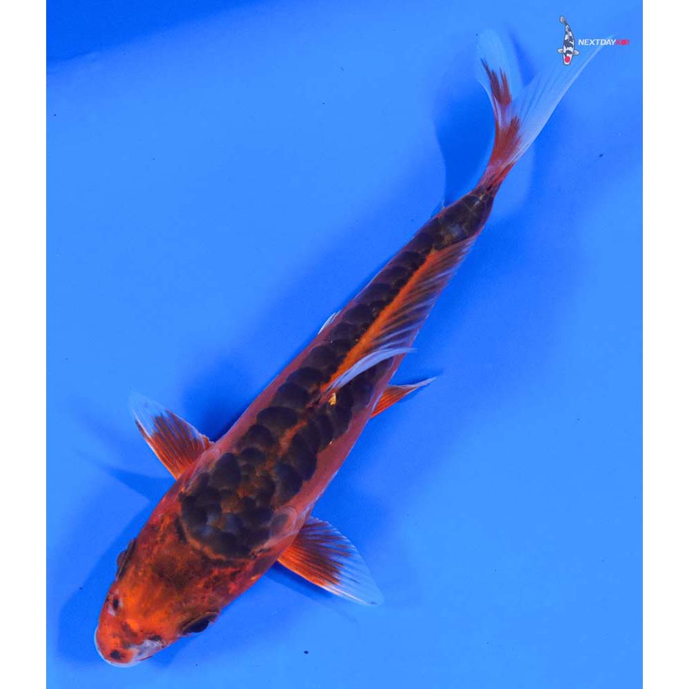 5” Imported Hana Shusui | Next Day Koi