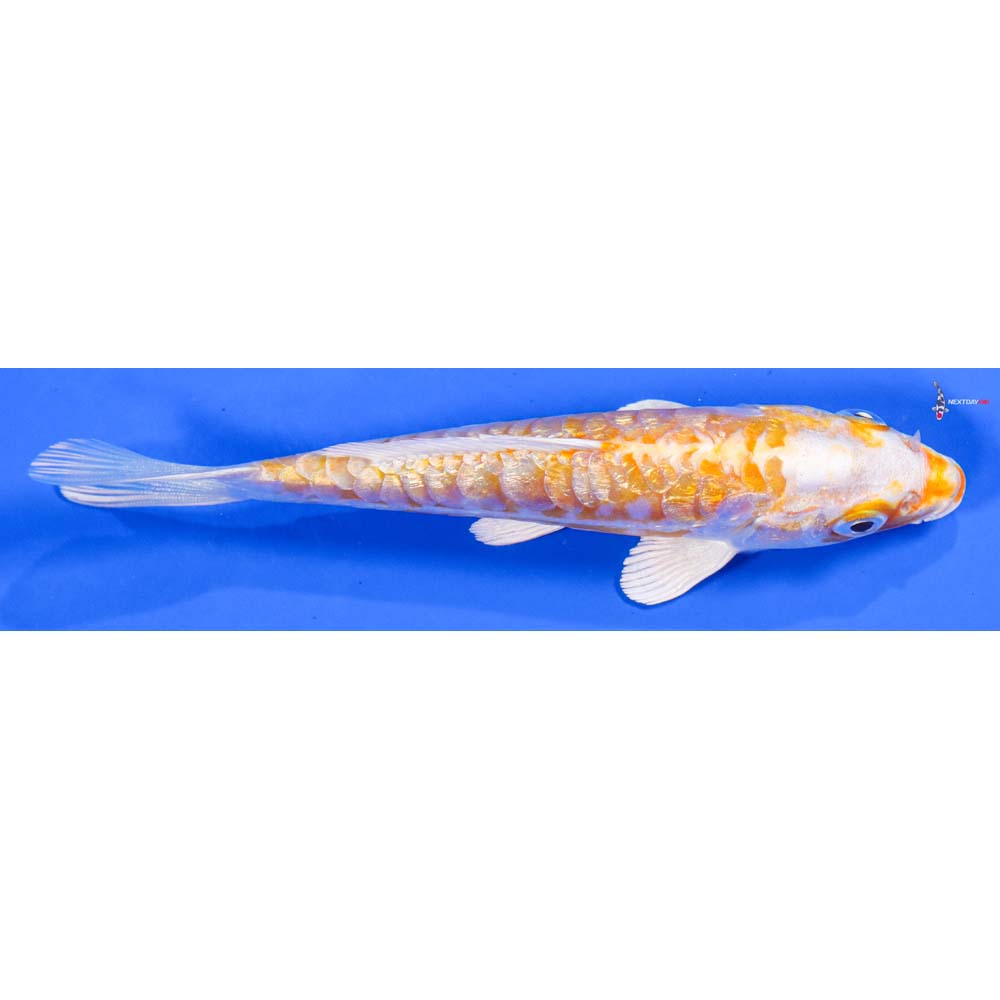 5” Imported Doitsu Lemon Hariwake