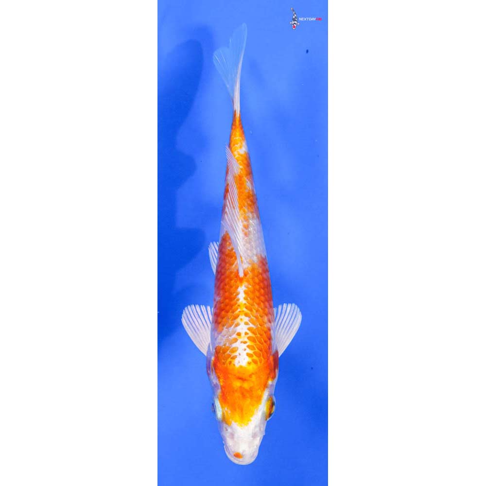 5.5” Imported Hariwake