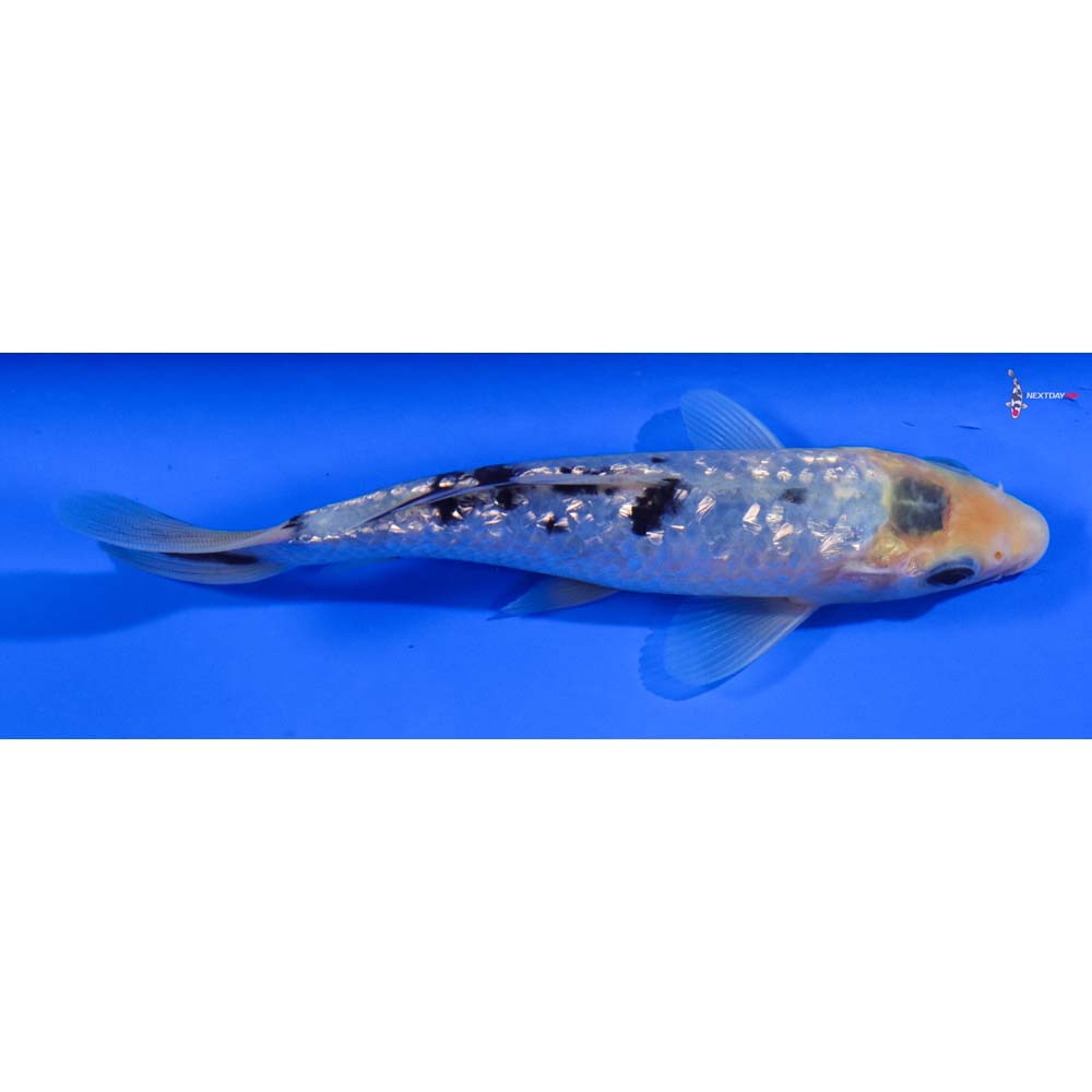 5.5” Imported Gin Rin Shiro Bekko