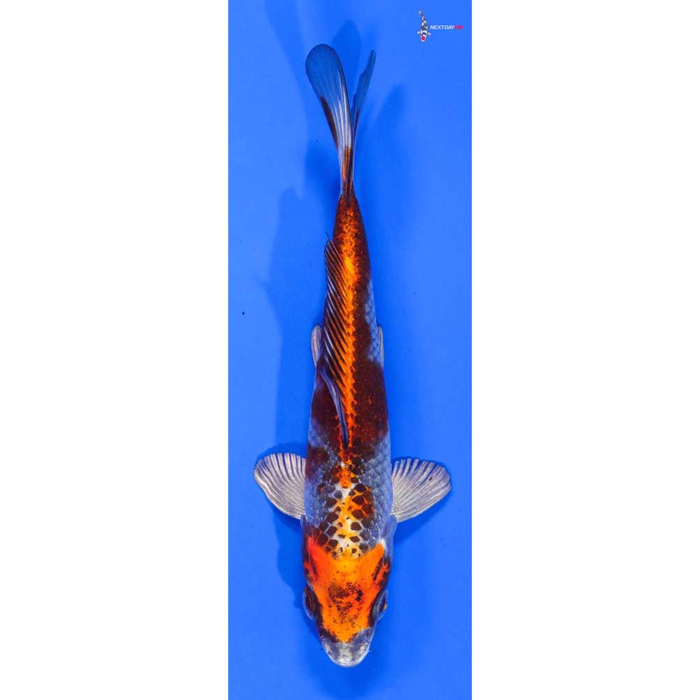 6” Imported Kujaku