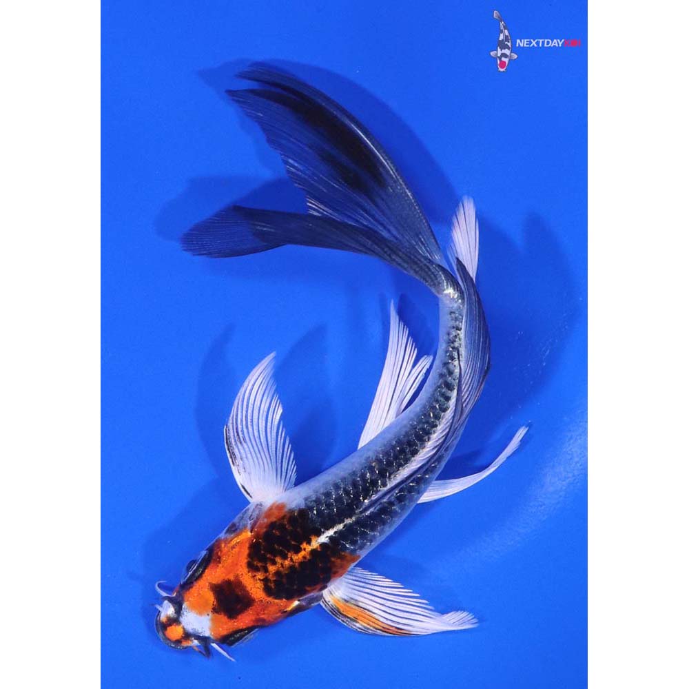 5” Imported Kujaku Butterfly Koi
