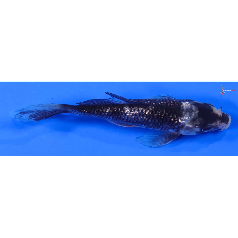 5” Imported Gin Rin Matsukawabakke Butterfly Koi