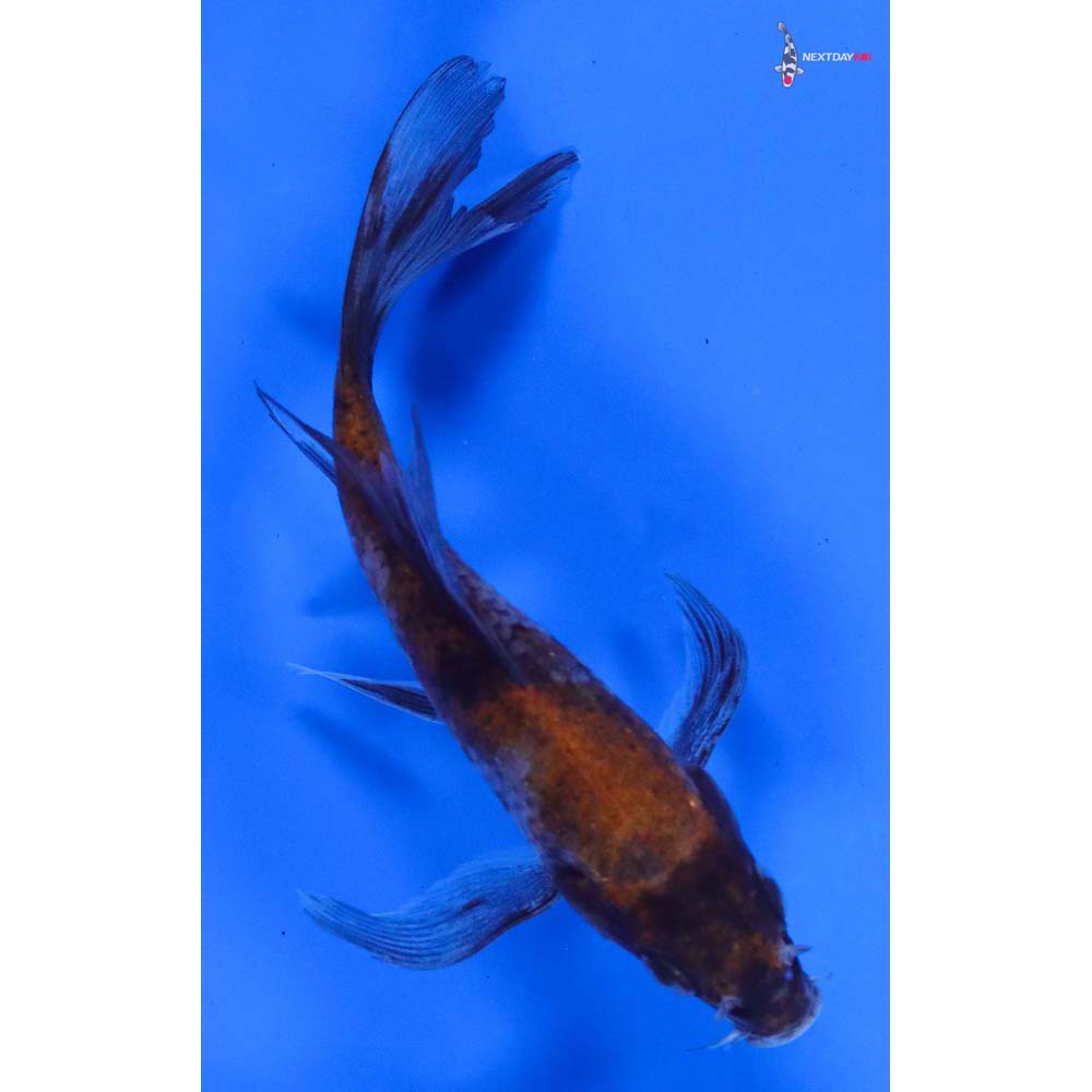 5” Imported Showa Butterfly Koi