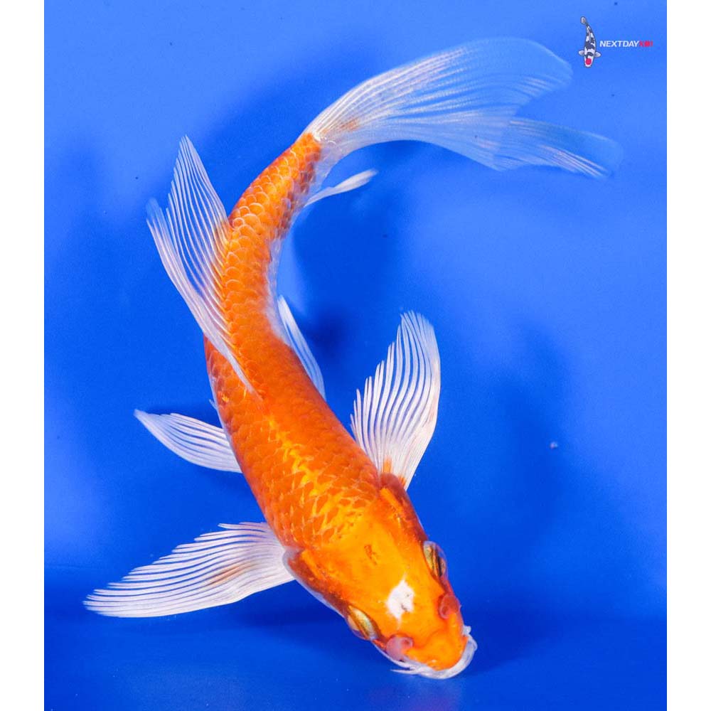 6” Imported Hariwake Butterfly Koi