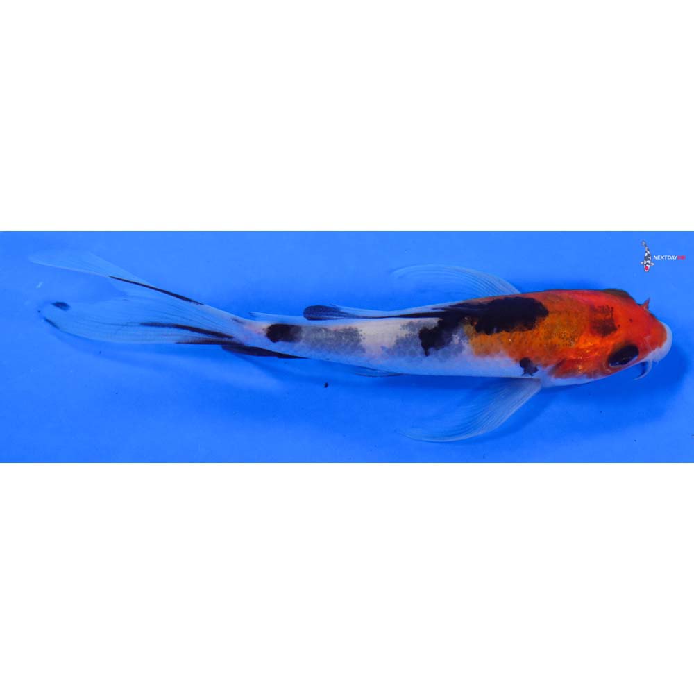 4.5” Imported Sanke Butterfly Koi
