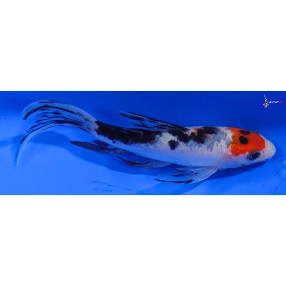 5” Imported Sanke Butterfly Koi