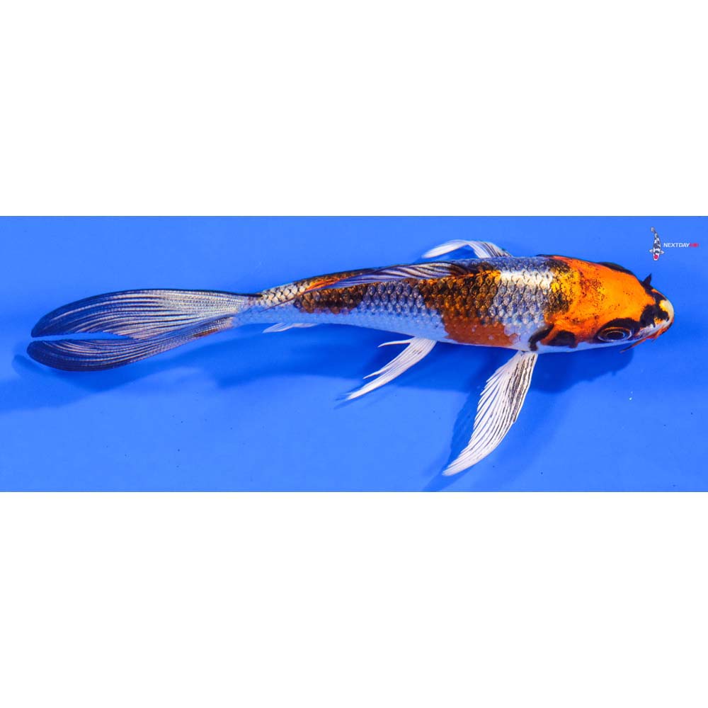 5” Imported Kujaku Butterfly Koi
