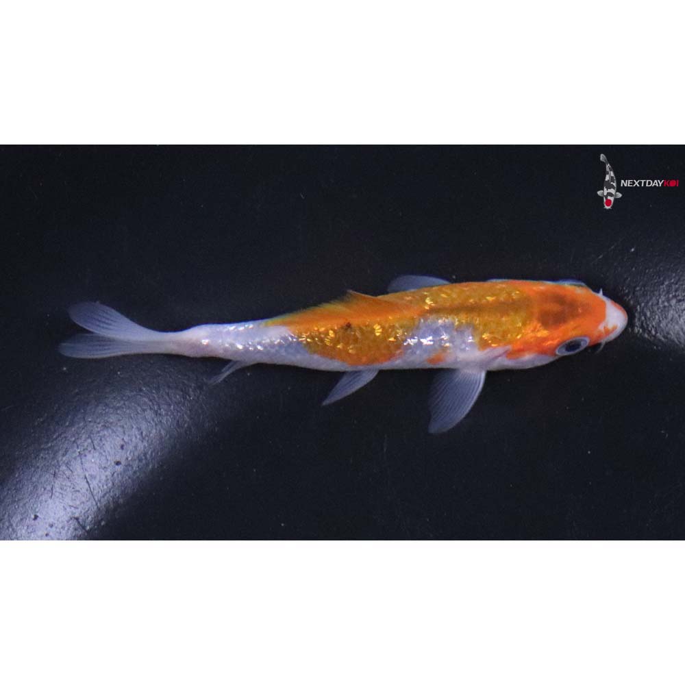 3.5” Imported Gin Rin Goromo