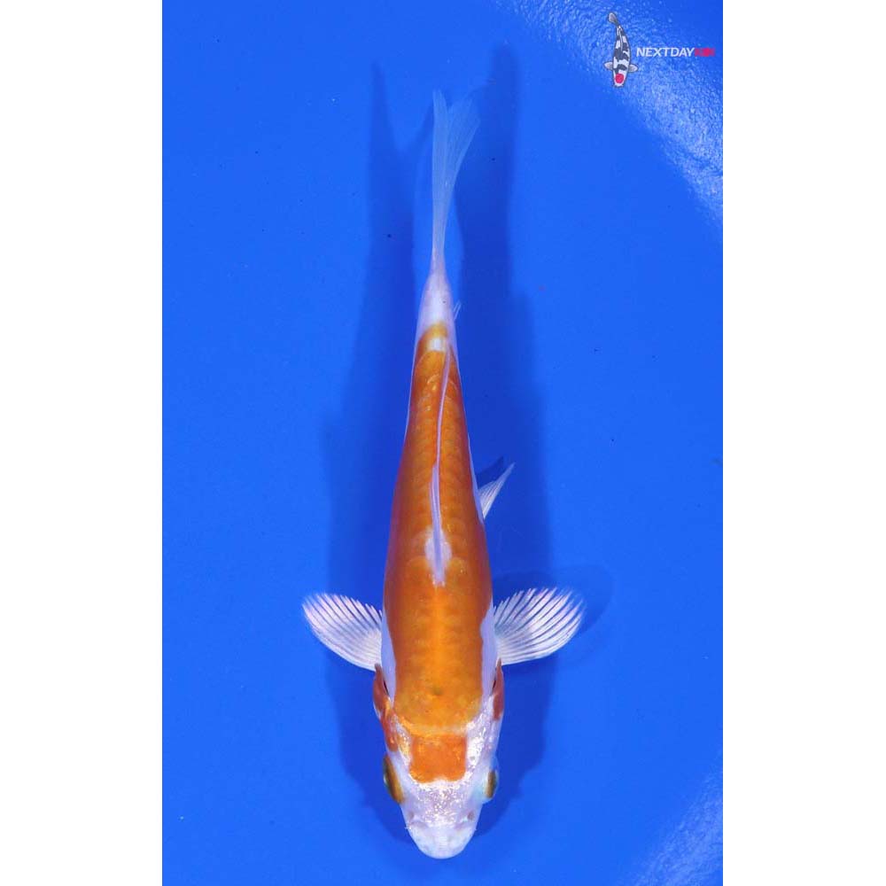 3.5” Imported Kikusui