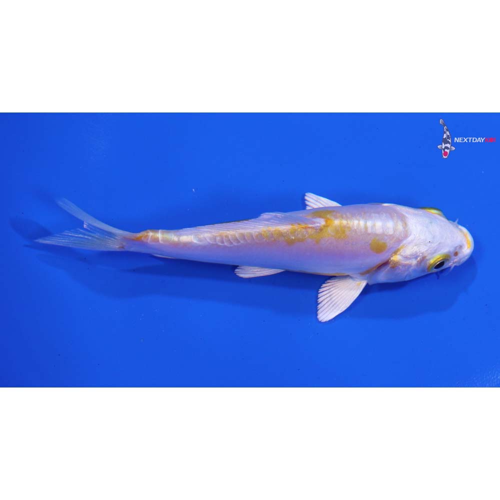 3.5” Imported Doitsu Lemon Hariwake