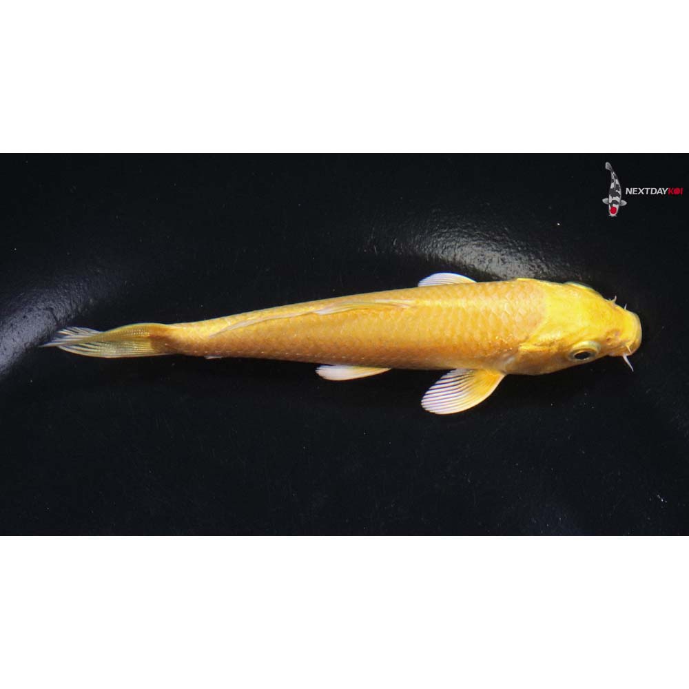 4” Imported Yamabuki Ogon