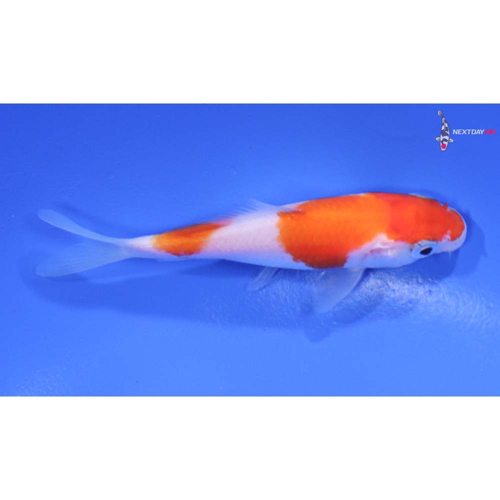 3” Imported Kohaku
