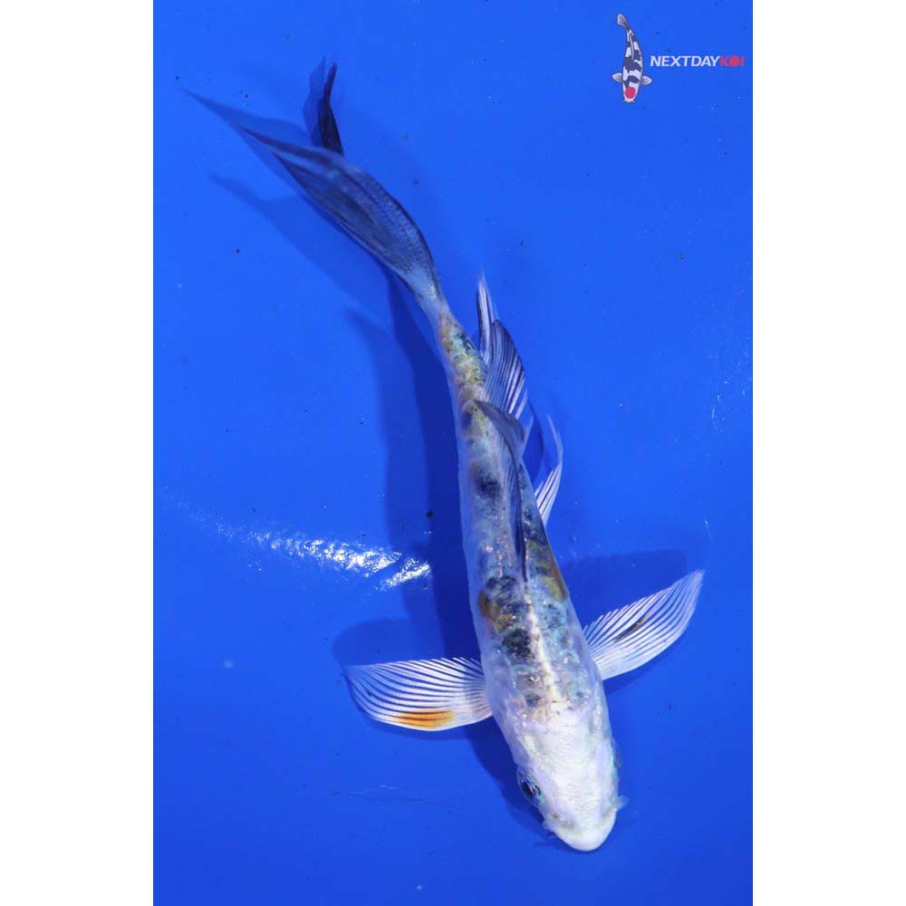 3.5” Imported Heisei Nishiki Butterfly Koi