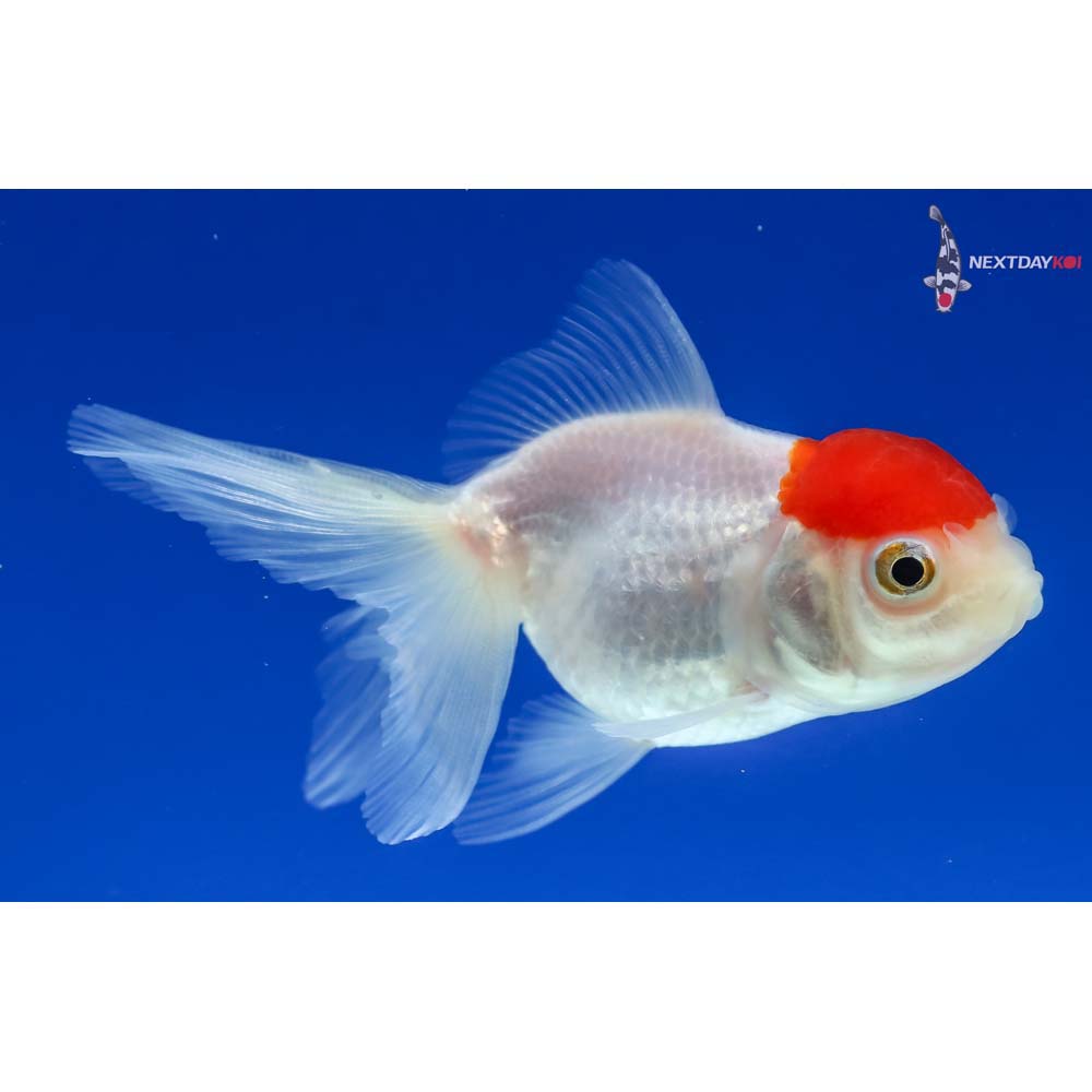 3” Imported Redcap Oranda