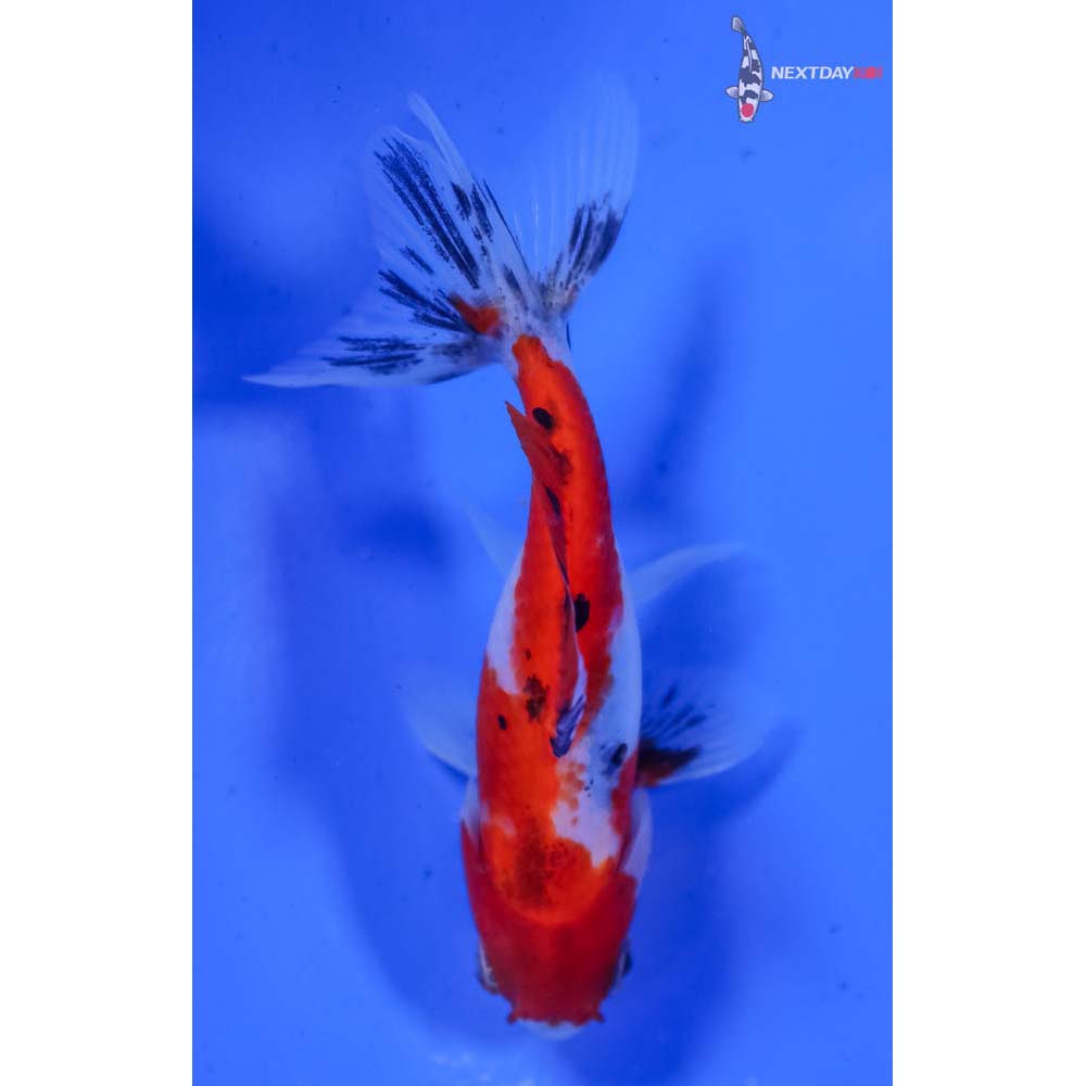 3” Imported Male Calico Wakin