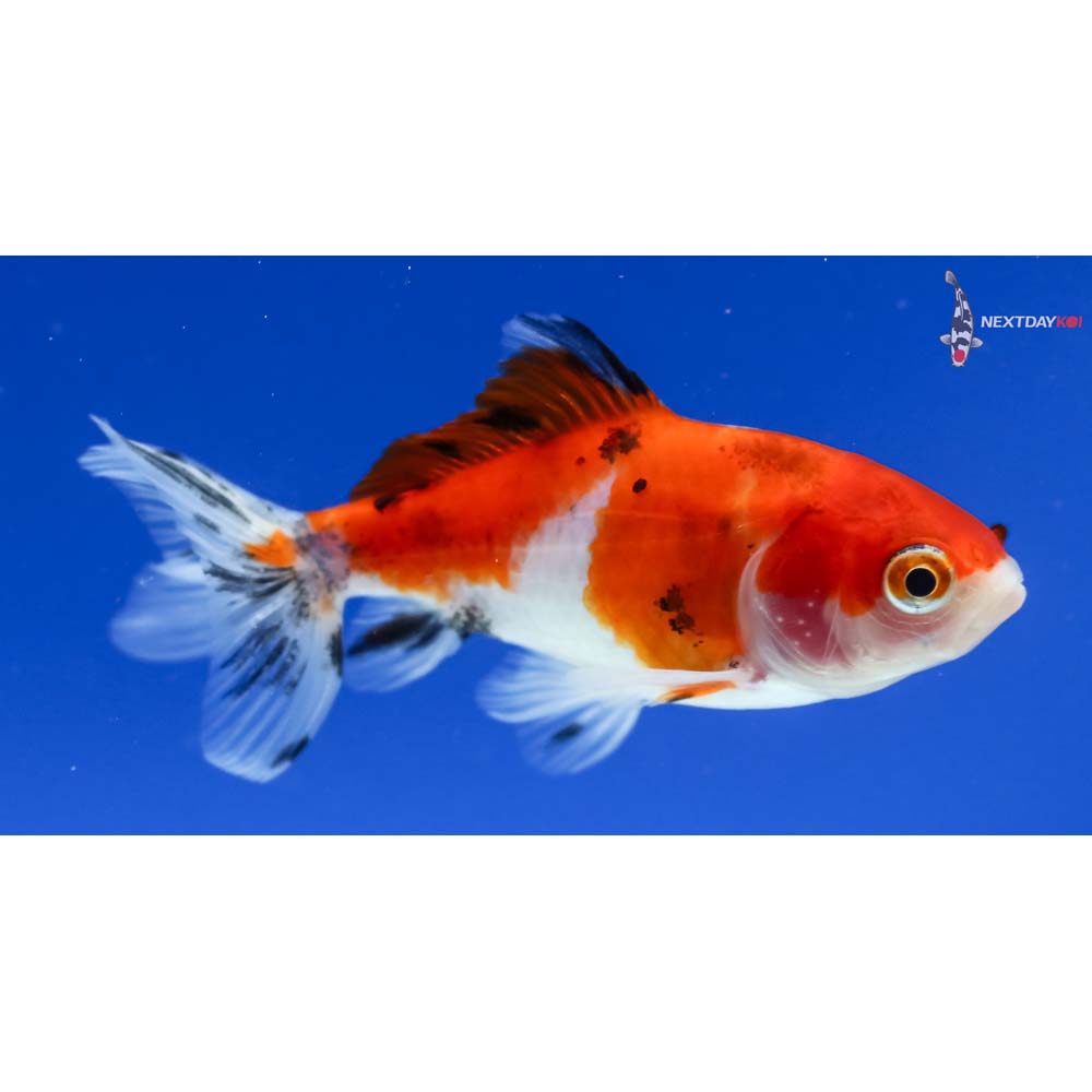 3” Imported Male Calico Wakin