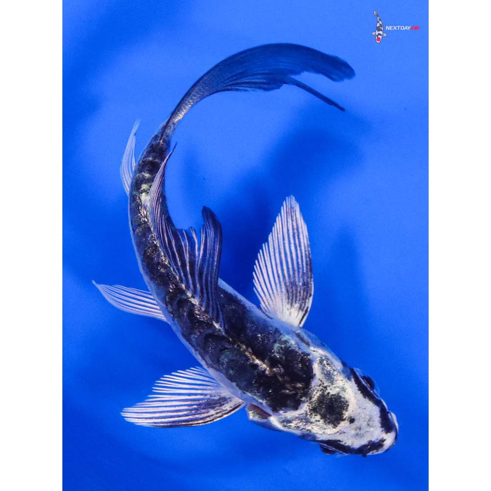 3.5” Imported Doitsu Gin Matsuba Butterfly Koi