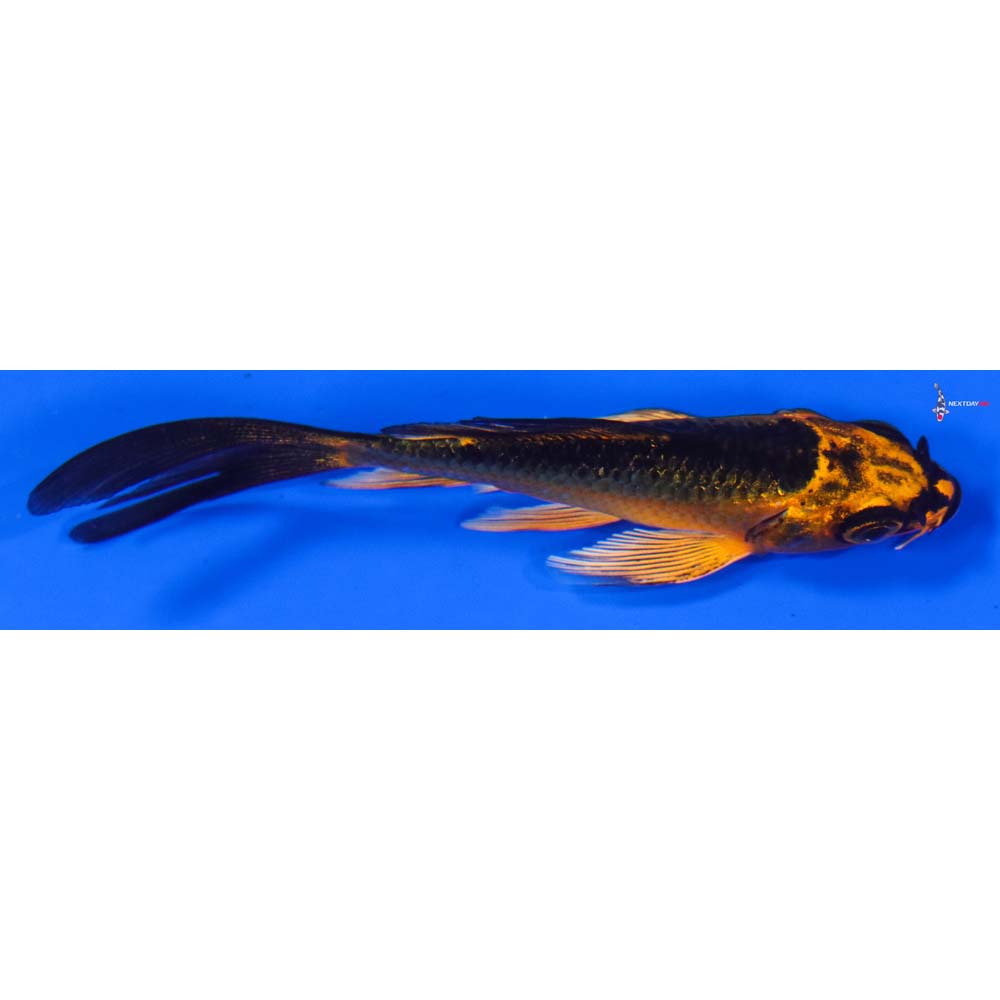 3.5” Imported Orenji Matsuba Butterfly Koi